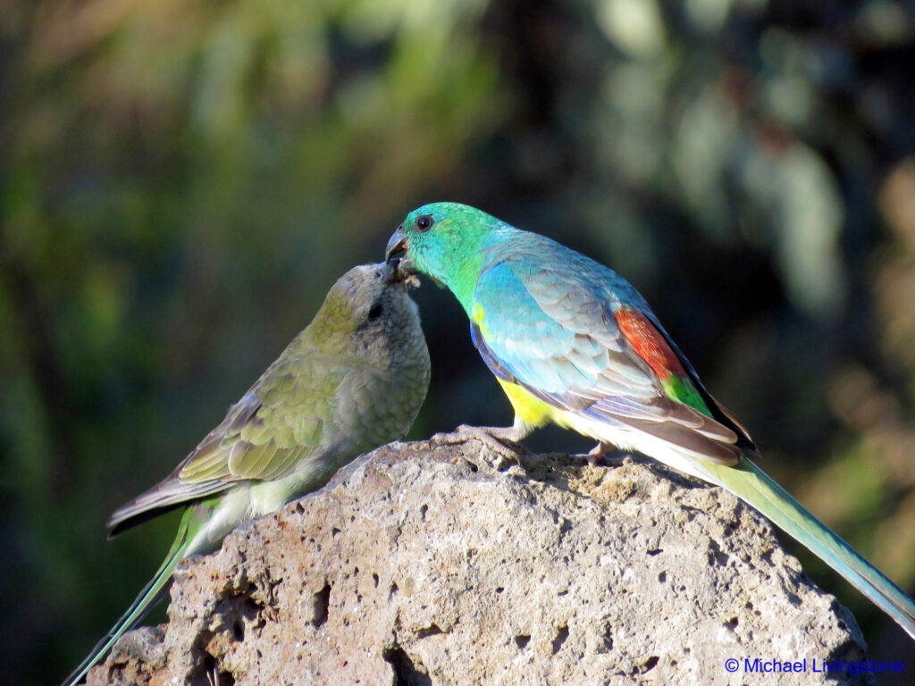 Red-rumped parrots