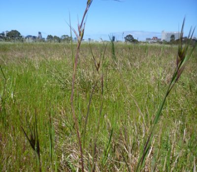 2017_10_Wallaby_Grass