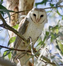 Barn Owl (Eastern)
