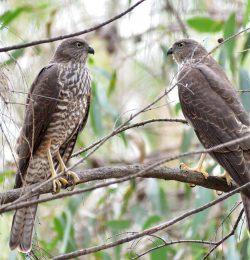 Collared Sparrowhawks