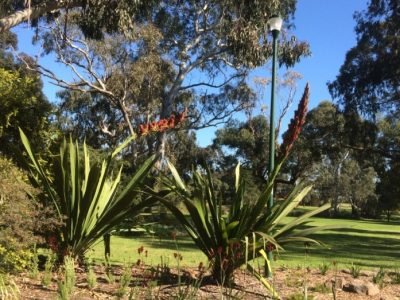 Doryanthes Palmeri, Australian Native Garden