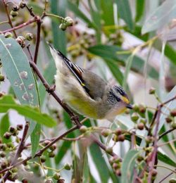 Straited Pardalote (Yellow Tipped)