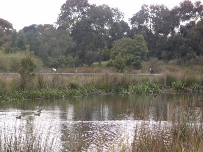 Wetlands - Royal Park