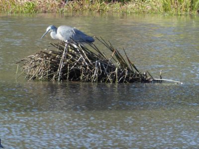 Wetlands-white-faced_heron